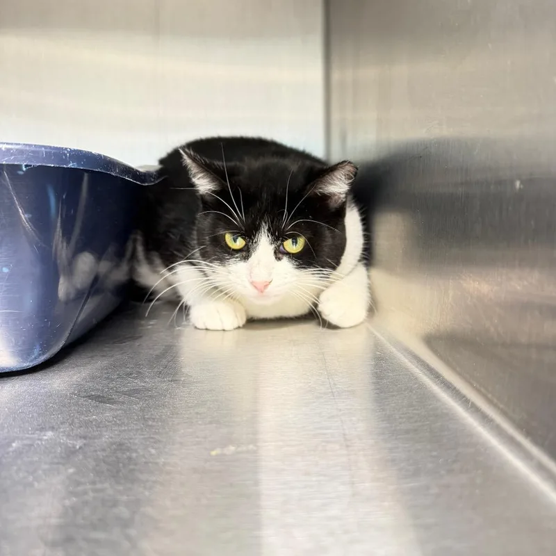 An adult large-sized female Domestic Short Hair cat named Bw for adoption in Englewood, FL