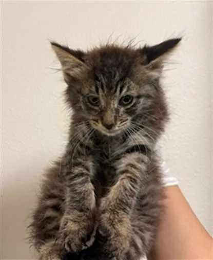 A baby small-sized male Domestic Short Hair cat named Dipper for adoption in Riverside, CA