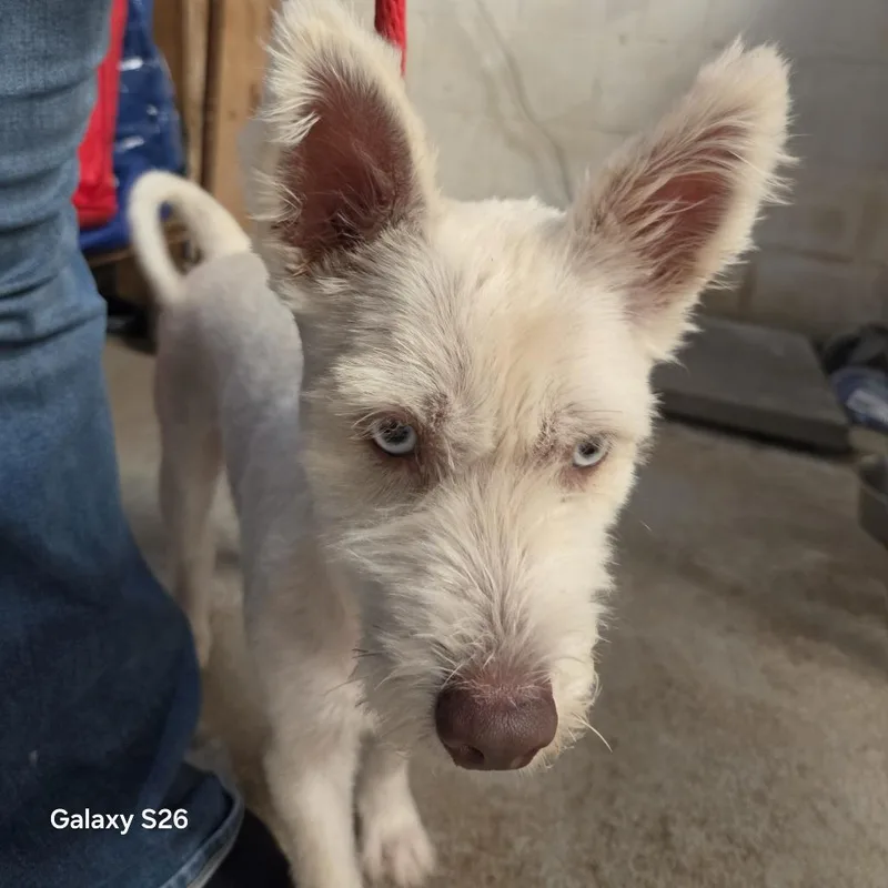 An adult small-sized female White / Cream Mixed Breed dog named Lily for adoption in Leander, TX