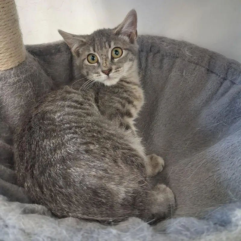 A young medium-sized female Domestic Short Hair cat named Silver for adoption in Roosevelt, UT
