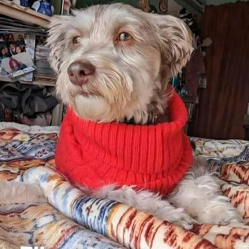 An adult small-sized female Gray / Blue / Silver Havanese dog named Ella for adoption in Ferndale, MI