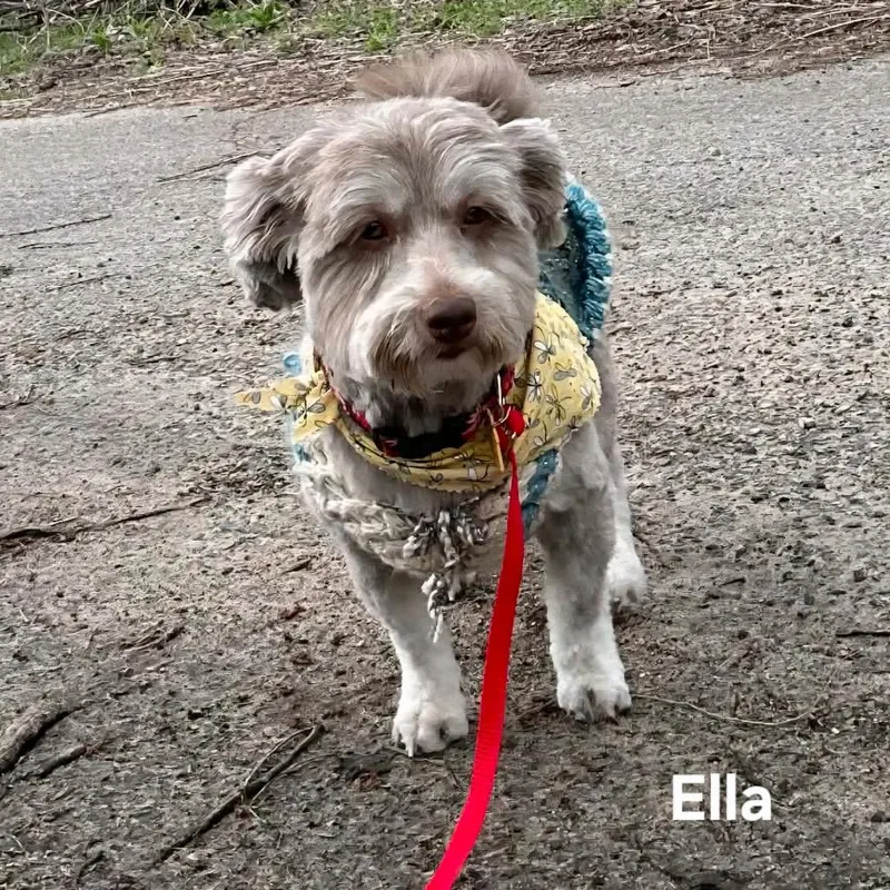 Ella thumbnail 4