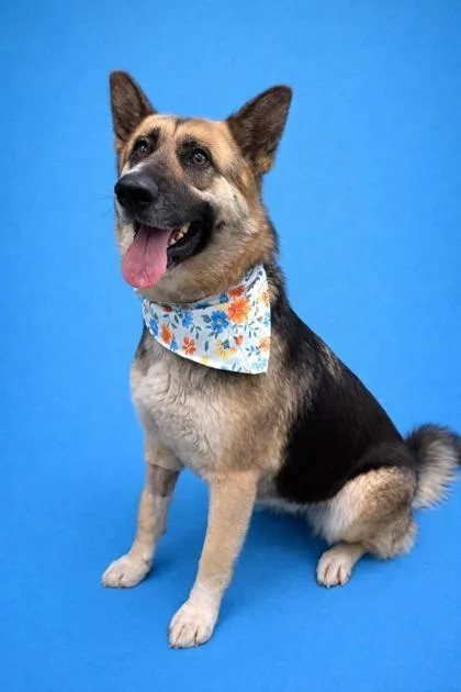 An adult large-sized female German Shepherd Dog dog named Ramona for adoption in Seagoville, TX