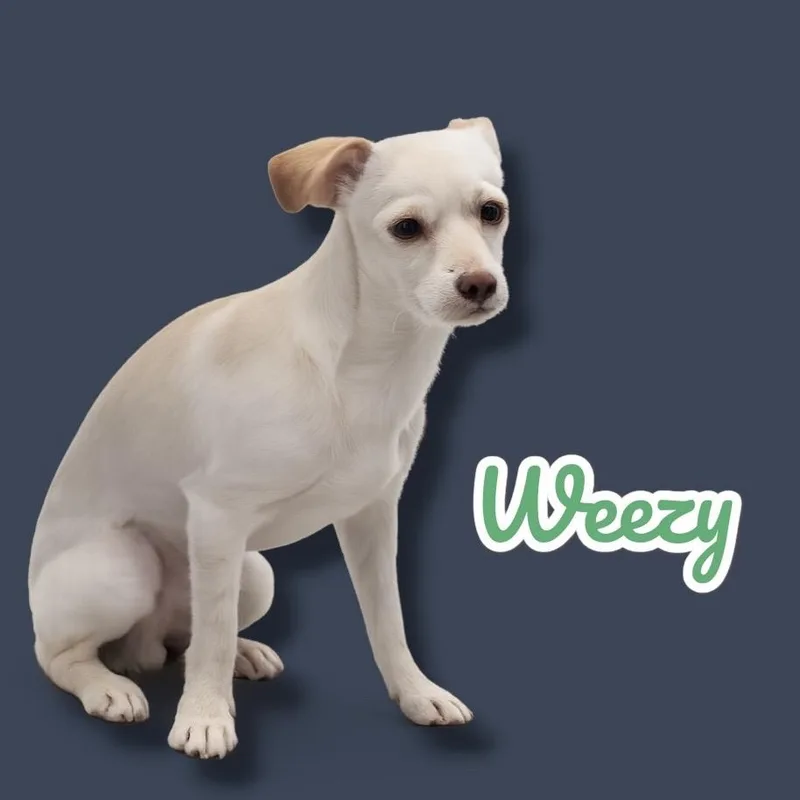 A young small-sized male White / Cream Chihuahua dog named Weezy for adoption in Scottsdale, AZ