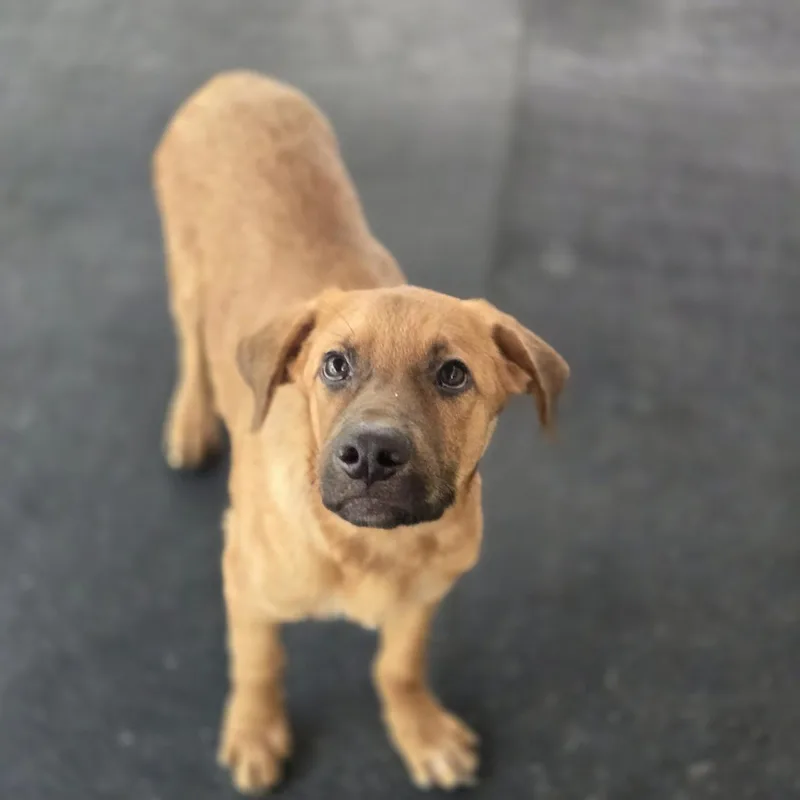 A baby medium-sized male Apricot / Beige Labrador Retriever dog named Fig for adoption in Mansfield, TX