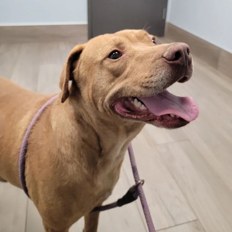 An adult large-sized male Red / Chestnut / Orange Labrador Retriever dog named Reno for adoption in Grant, AL
