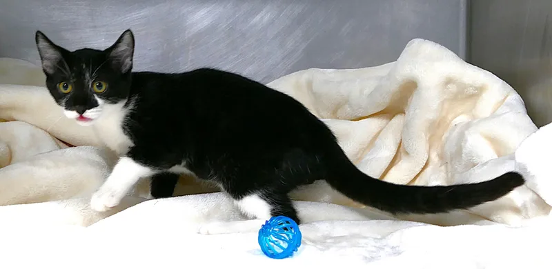 A baby medium-sized male Black & White / Tuxedo Domestic Short Hair cat named Draven for adoption in Beechbottom, WV