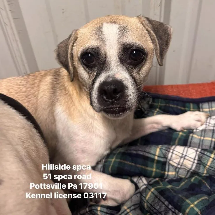 A young medium-sized male Chihuahua dog named Bugs for adoption in Pottsville, PA