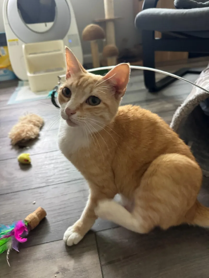 An adult medium-sized female Orange & White Tabby cat named Dodo for adoption in Los Altos Hills, CA