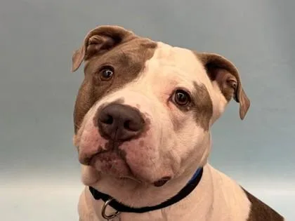 An adult large-sized male Pit Bull Terrier dog named Miles for adoption in Golden Valley, MN