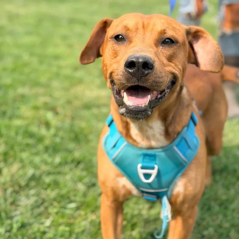 An adult medium-sized male Brown / Chocolate Mixed Breed dog named Bunky for adoption in Huntington, WV