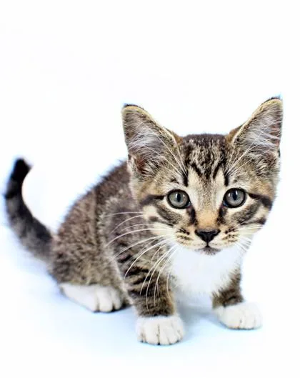 A baby small-sized male Domestic Short Hair cat named Wayne for adoption in Morton Grove, IL