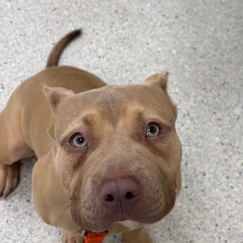 A young medium-sized female Yellow / Tan / Blond / Fawn Mixed Breed dog named Peach for adoption in Jacksonville, FL