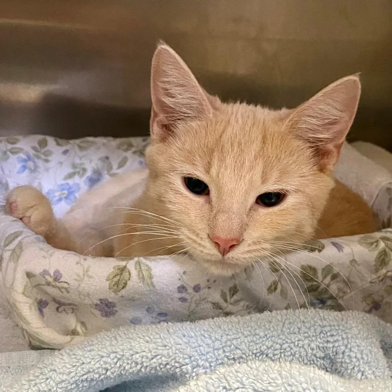 An adult large-sized female Buff / Tan / Fawn Domestic Short Hair cat named Sunny for adoption in Baltimore, MD