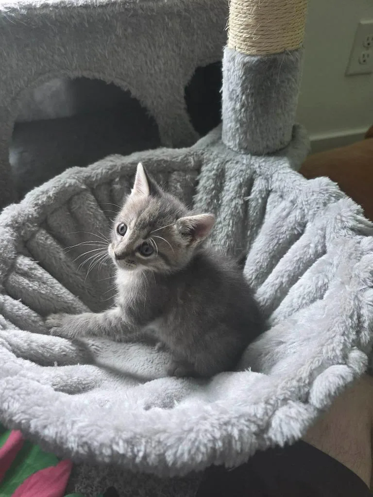 A baby medium-sized male Domestic Short Hair cat named Squirtle for adoption in Hoover , AL