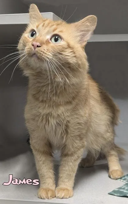 A senior large-sized male Domestic Short Hair cat named James for adoption in Mason, MI