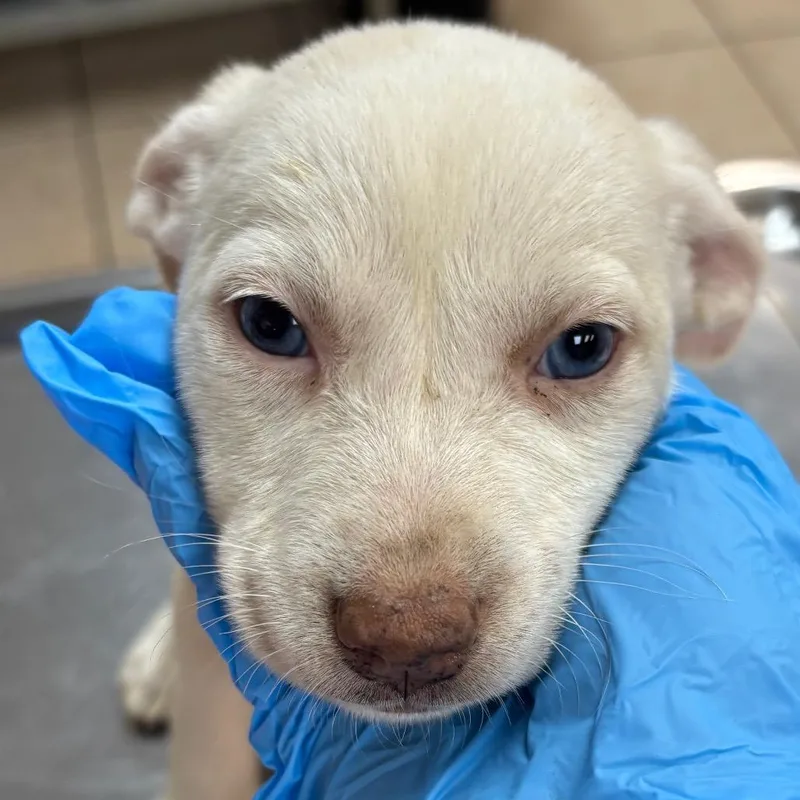 A baby small-sized female White / Cream Hound dog named Prada for adoption in Birmingham, AL
