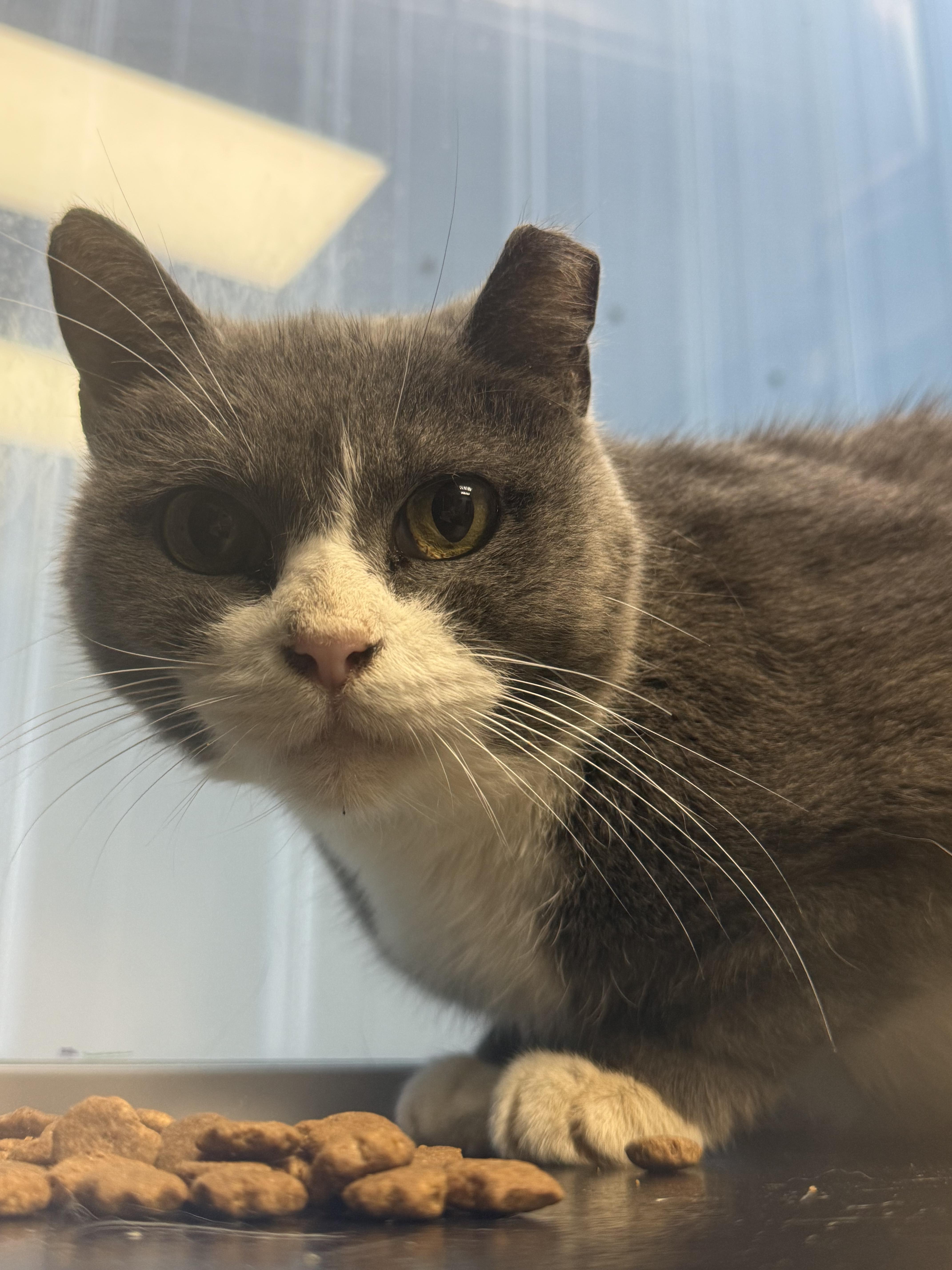 A senior medium-sized female Gray & White Domestic Short Hair cat named Boots for adoption in Fertile, MN