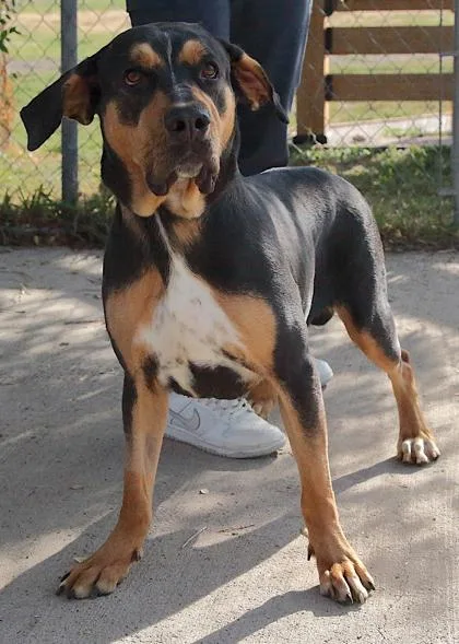 Indica Mae thumbnail 4