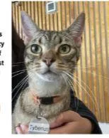 An adult medium-sized male Tabby (Brown / Chocolate) Domestic Short Hair cat named Tyberius Ort for adoption in Missouri City, TX