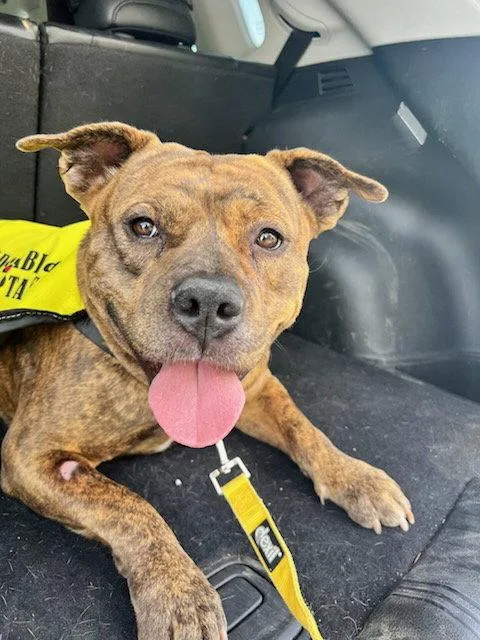 An adult medium-sized female Pit Bull Terrier dog named Spudnik for adoption in Elk Grove, CA