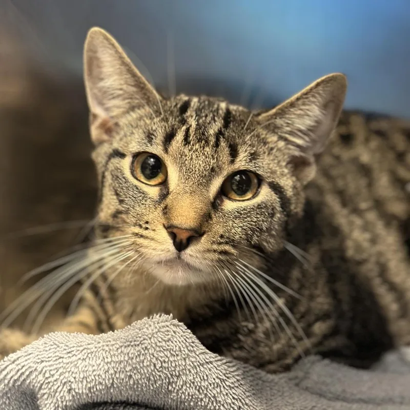 A young medium-sized male Gray / Blue / Silver Domestic Short Hair cat named Larry for adoption in Matteson, IL