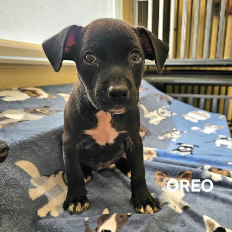 A baby medium-sized female Pit Bull Terrier dog named Oreo for adoption in Madisonville, TN