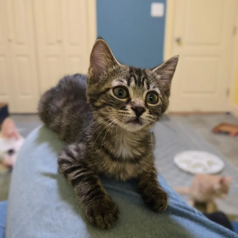 A baby small-sized female Brown / Chocolate Domestic Short Hair cat named Patella for adoption in Brownsboro, AL