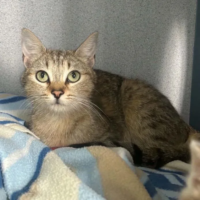 An adult medium-sized female Brown / Chocolate Domestic Short Hair cat named Sassy for adoption in Newport, TN