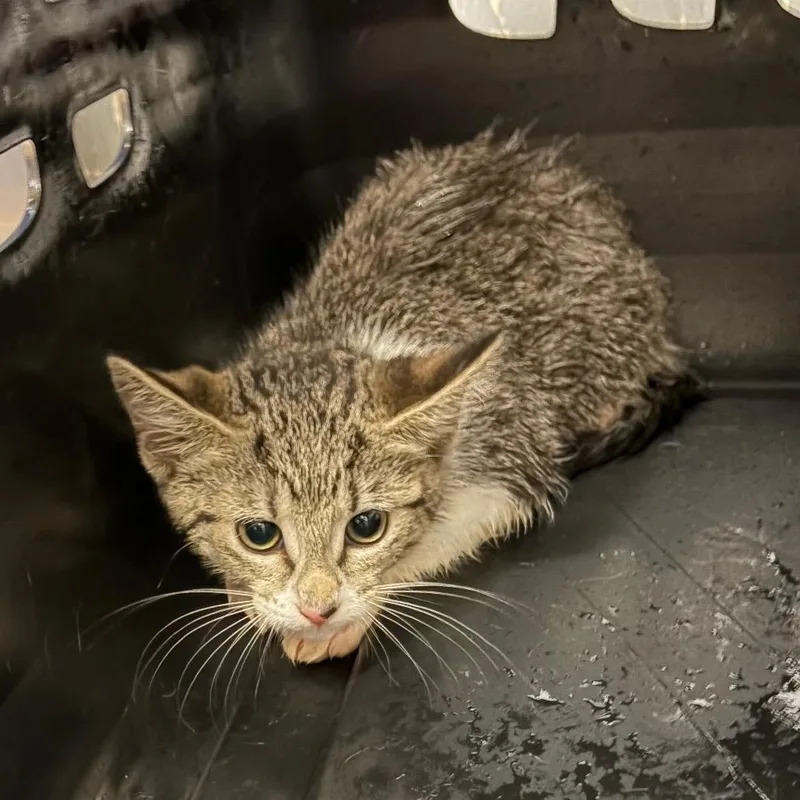 A young small-sized female Gray / Blue / Silver Domestic Short Hair cat named Orbit for adoption in Lake Jackson, TX