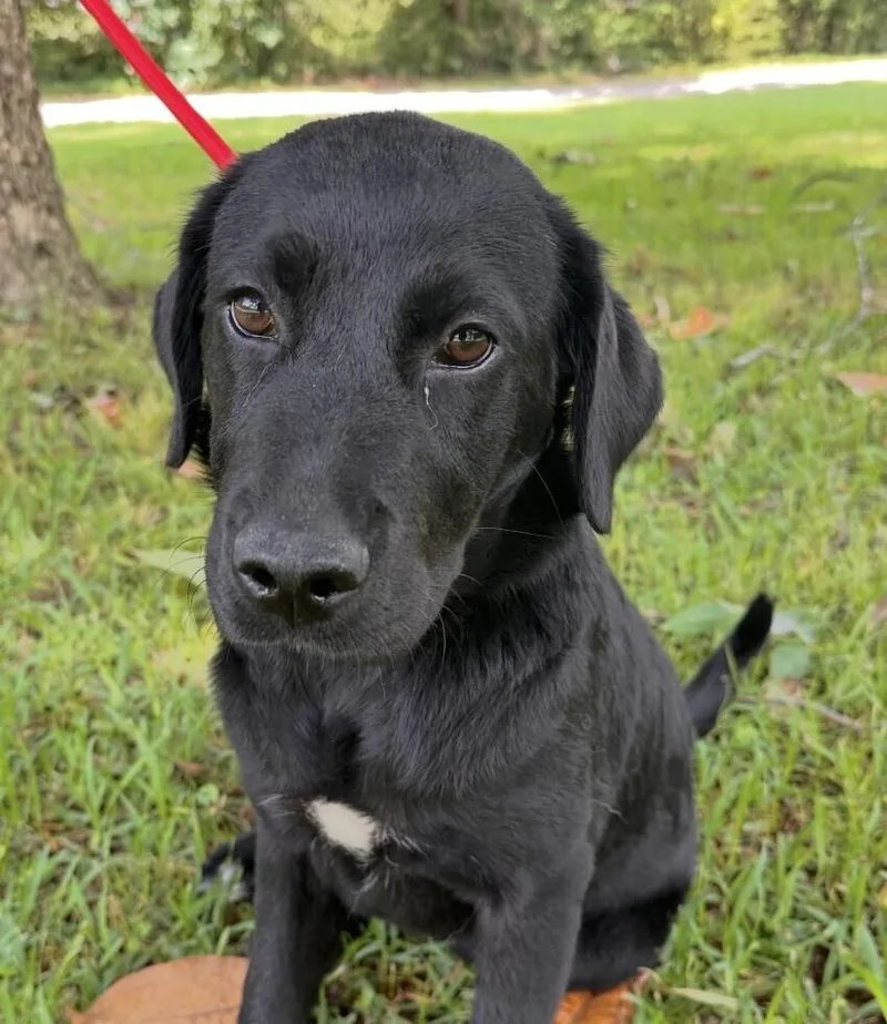 Pup Patience