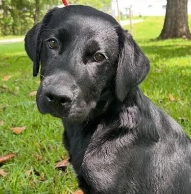 Pup Patience thumbnail 2