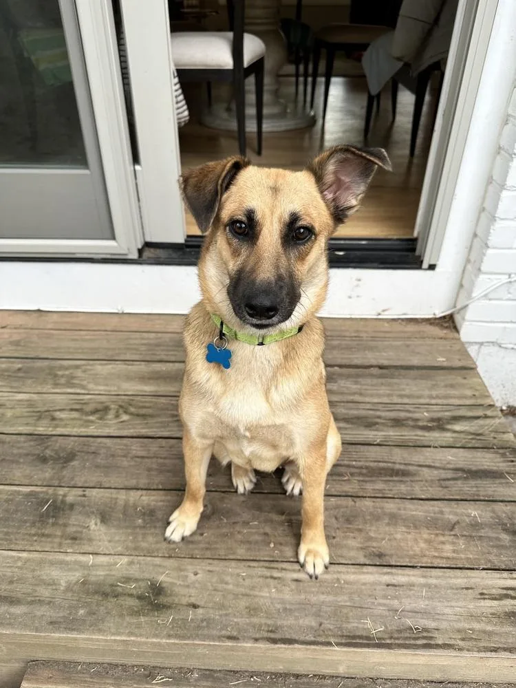 A young medium-sized female Yellow / Tan / Blond / Fawn Shepherd dog named Lolis for adoption in Commerce City, CO