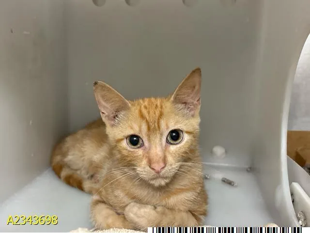 A baby small-sized male Domestic Short Hair cat named Ronnie for adoption in West Palm Beach, FL