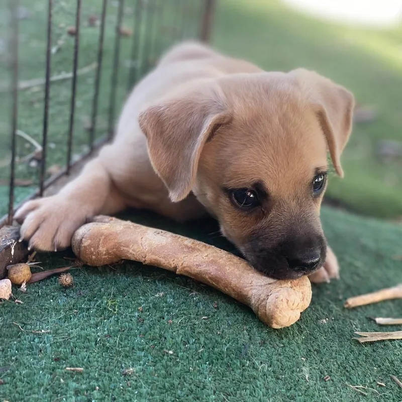 A baby medium-sized female Yellow / Tan / Blond / Fawn Labrador Retriever dog named Cookie for adoption in Escondido, CA