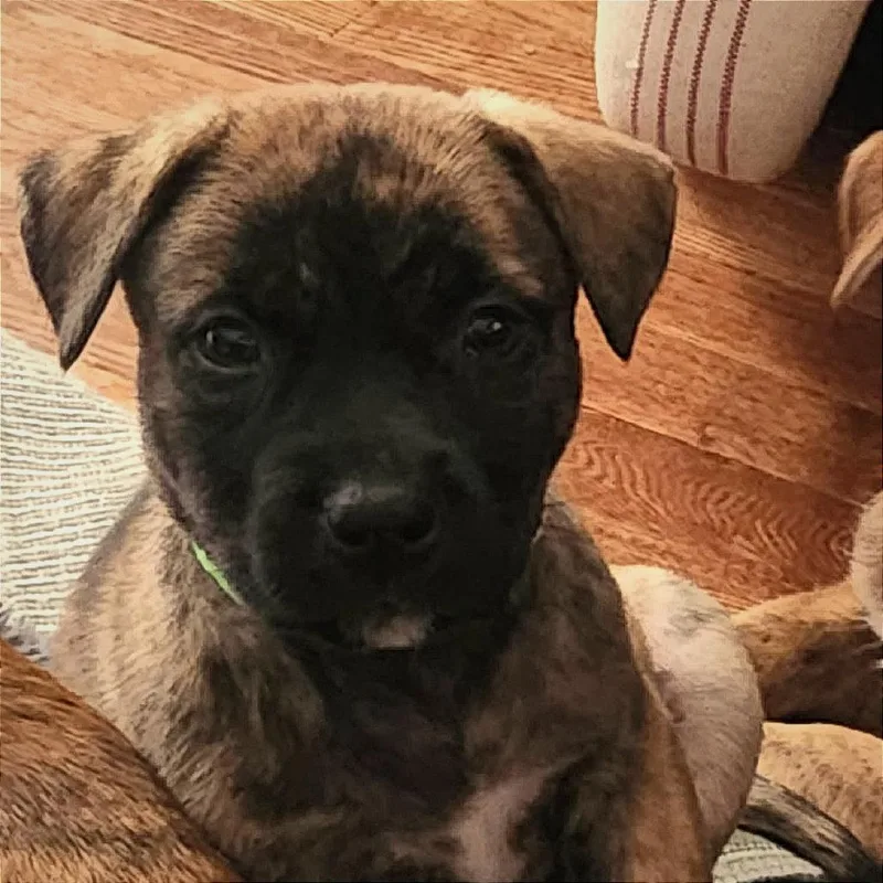A baby medium-sized male Brindle Hound dog named John McVie for adoption in Joliet, IL