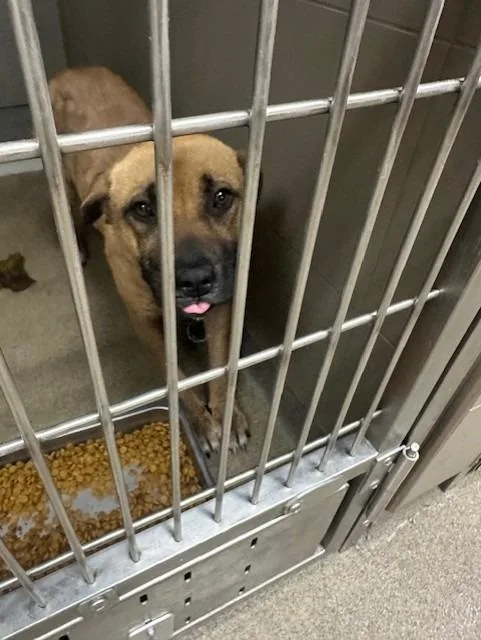 A young large-sized male Mixed Breed dog named Spinx for adoption in Rome, GA