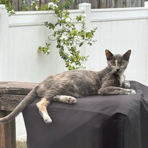 A baby medium-sized female Dilute Tortoiseshell Domestic Short Hair cat named Ophelia for adoption in Tampa, FL