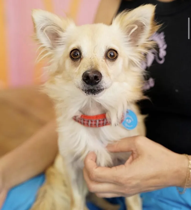 An adult small-sized male Papillon dog named Hubble for adoption in Pasadena, CA