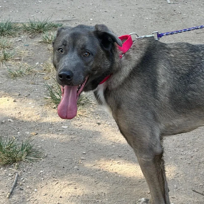 An adult medium-sized male Gray / Blue / Silver Akita dog named Aciano for adoption in Austin, TX