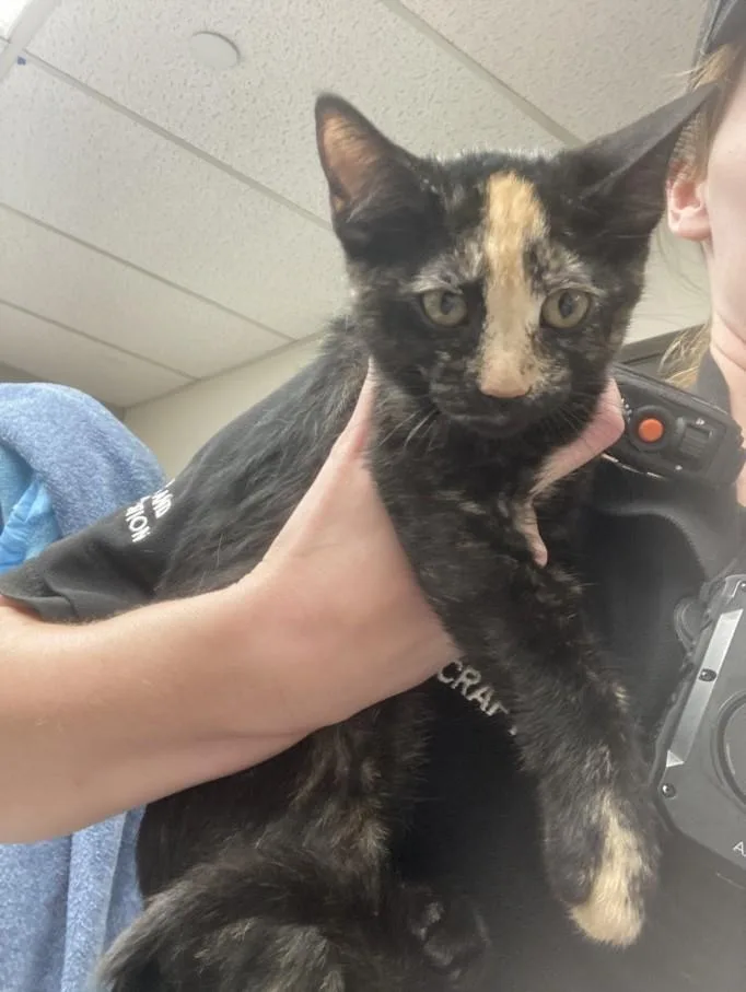 A baby small-sized female Domestic Short Hair cat named Gia for adoption in Burbank, CA
