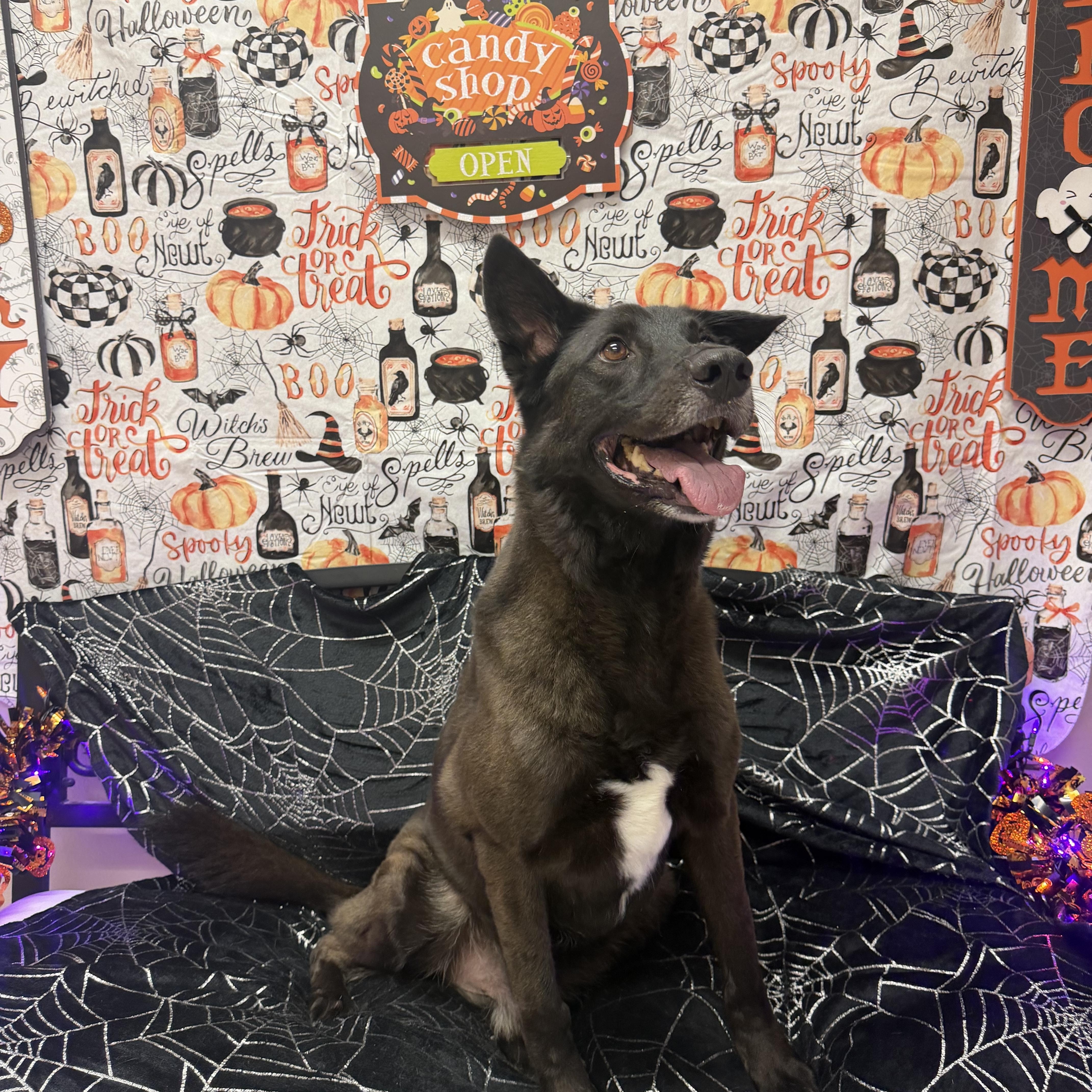 A senior medium-sized male Black Labrador Retriever dog named Flip for adoption in Aransas Pass, TX