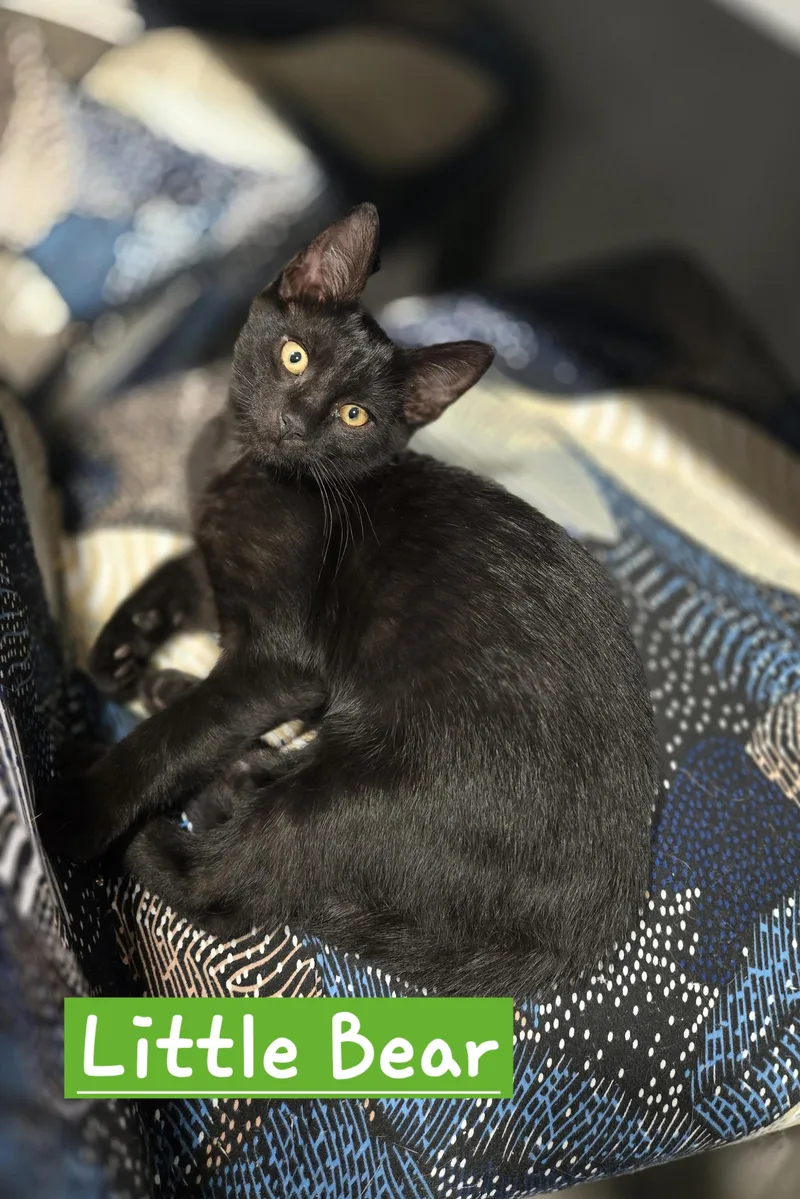 A baby medium-sized male Black Domestic Short Hair cat named Little Bear for adoption in Myerstown, PA