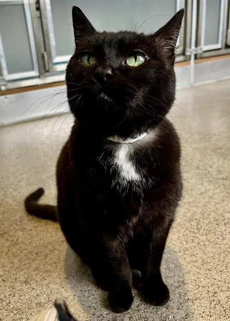 A senior medium-sized female Domestic Short Hair cat named Emma for adoption in San Francisco, CA