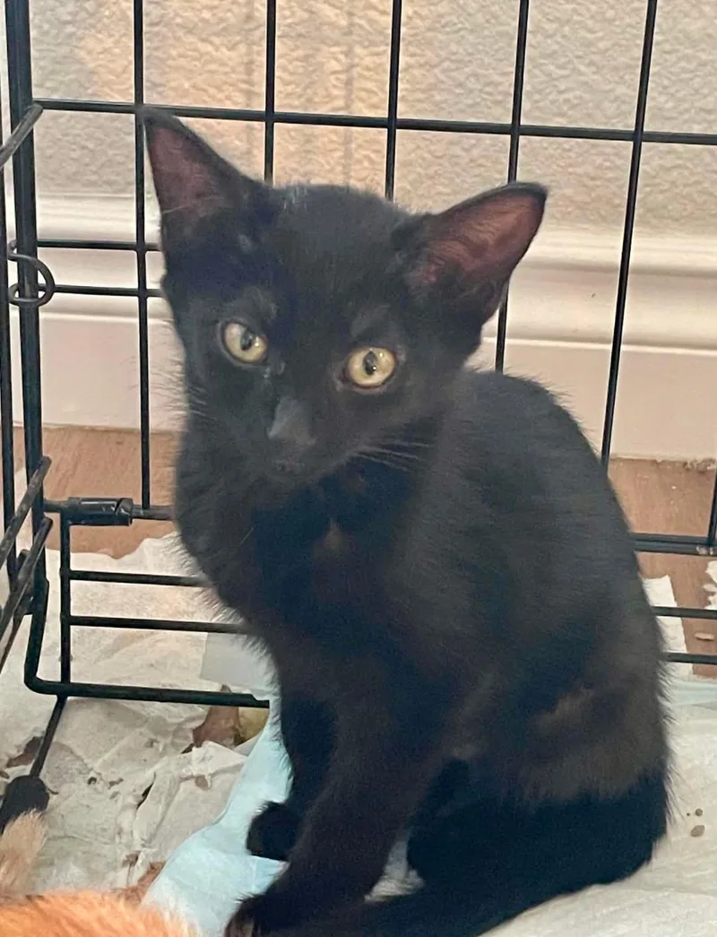 A baby medium-sized female Black Domestic Short Hair cat named Margarita for adoption in Pasco, WA