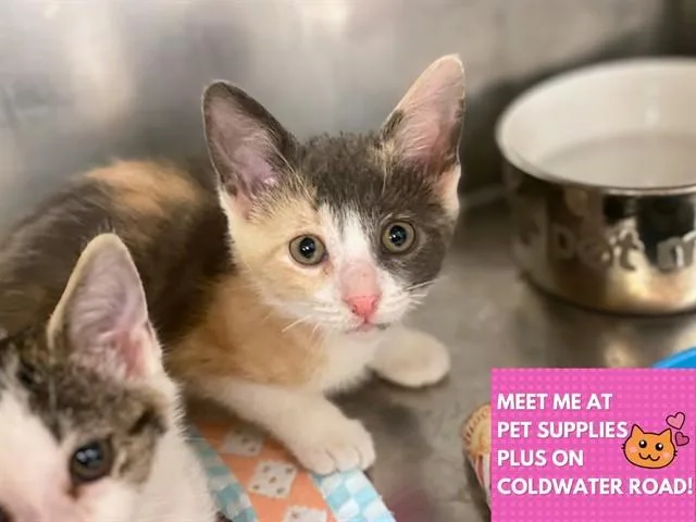 A baby small-sized female Domestic Short Hair cat named Cherry for adoption in Fort Wayne, IN