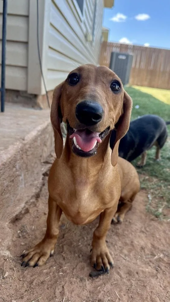 A baby small-sized male Red / Chestnut / Orange Dachshund dog named Richie for adoption in Shawnee, OK