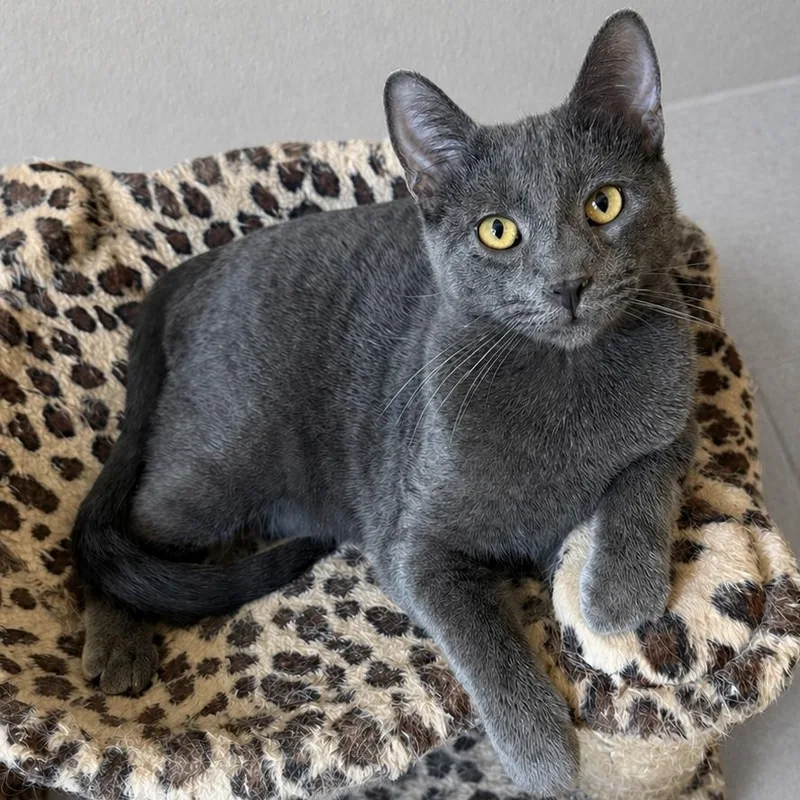 A young medium-sized male Gray / Blue / Silver Russian Blue cat named Christina’s for adoption in Glendora, CA