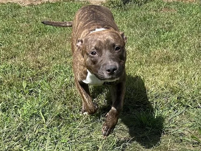 A young medium-sized female Boxer dog named Neeka for adoption in Springfield, MA