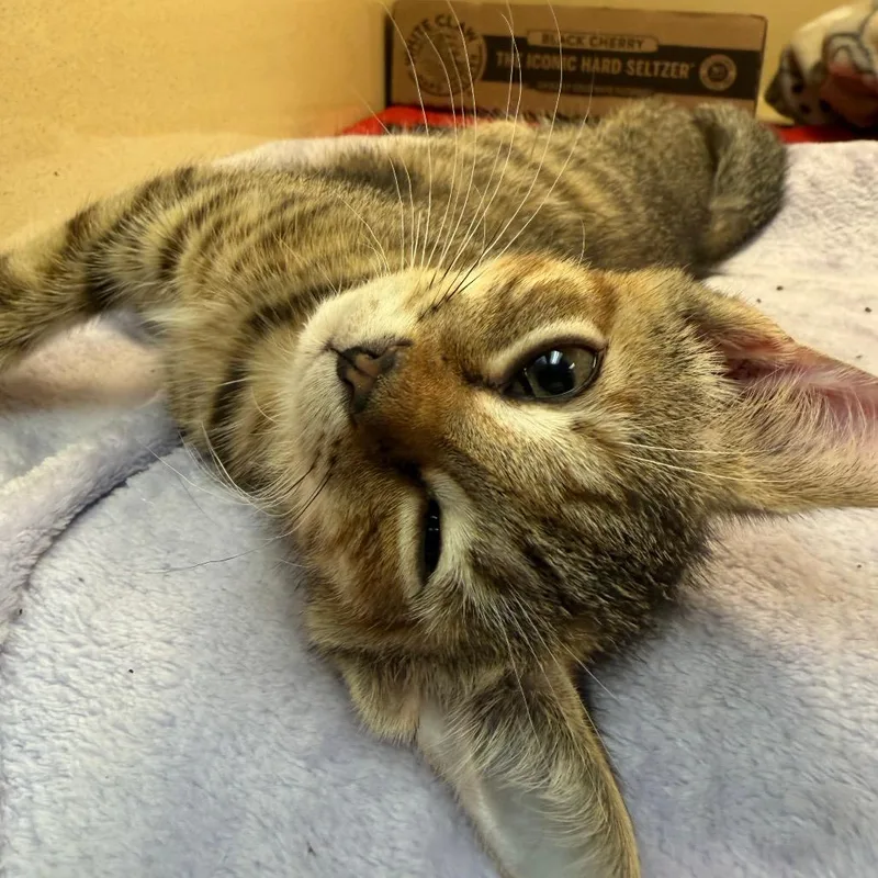 A baby small-sized female Domestic Short Hair cat named Miracle for adoption in Beckley, WV